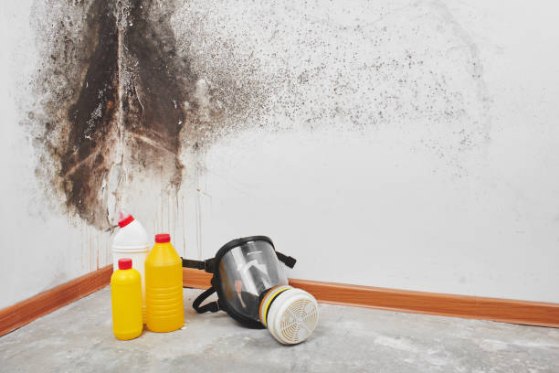 Trusted Pahrump, NV Mold Removal Experts
