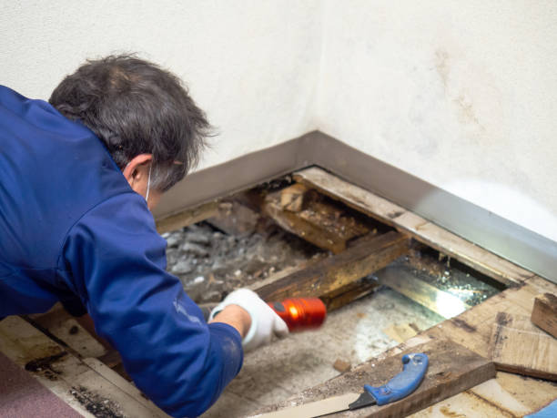 Best Black Mold Removal  in Pahrump, NV