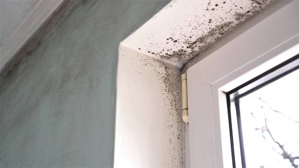 Best Residential Mold Removal  in Pahrump, NV