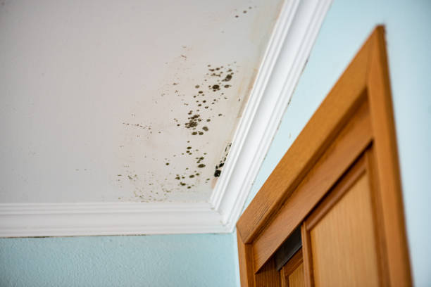 Best Toxic Mold Removal  in Pahrump, NV