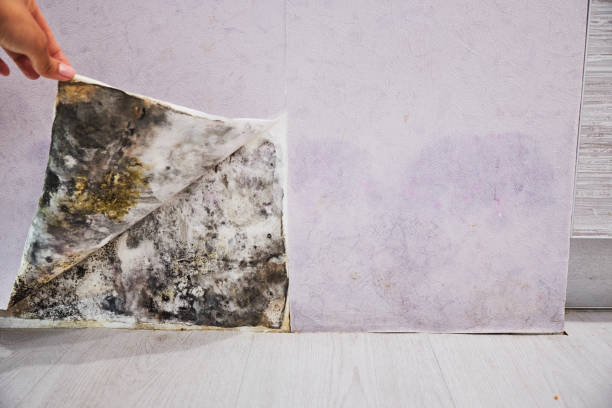 Best Fast Mold Removal  in Pahrump, NV